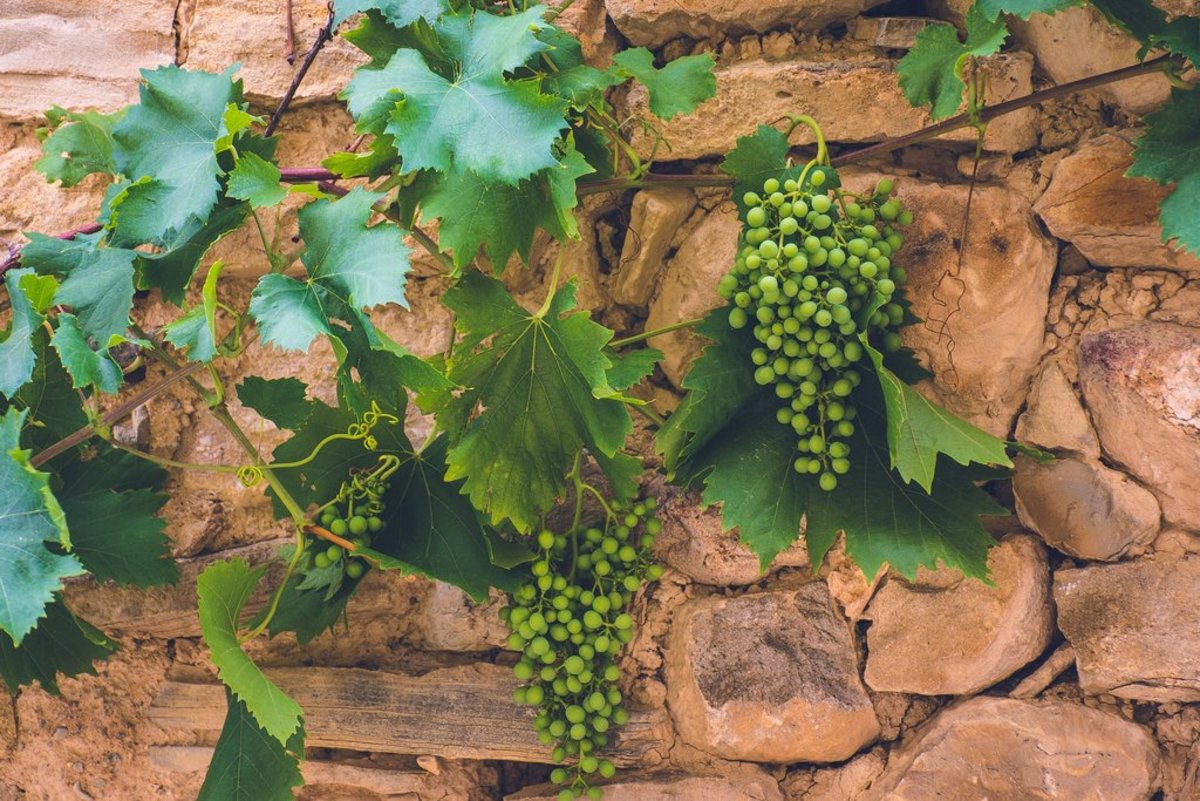 Closeup of white grapes on grapevines in front of a rock wall AdobeStock_295969678.jpeg